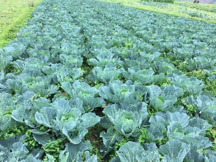 Nhờ áp dụng khoa học kỹ thuật vào trong sản xuất, nên vườn rau cải bắp của gia đình anh Báu luôn phát triển tốt