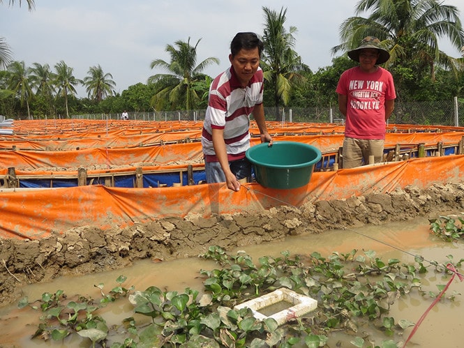 Anh Tân đang cho lươn ăn ở một trang trại tại xã Bình Hòa Phước