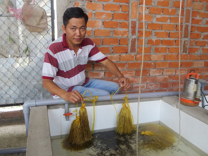 Anh Tân tại bể ươm lươn giống