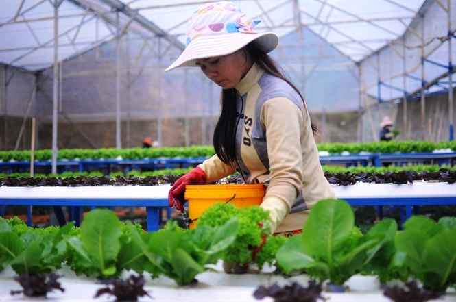Rau thủy canh cho lãi cao nhưng cần thận trọng khi mở rộng diện tích trồng