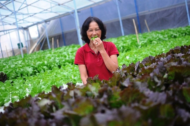 Rau sản xuất bằng phương pháp thủy canh đảm bảo độ sạch, có thể ăn ngay tại vườn