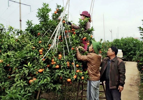 Ông Bùi Đức Long (phố Kép, Hồng Giang, Lục Ngạn, Bắc Giang) hướng dẫn người dân chăm sóc, thu hái cam. Ảnh: V.T