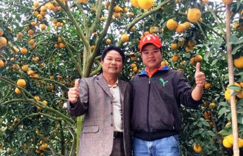 Người dân “thần tượng” chụp ảnh chung với ông Bùi Đức Long, phố Kép, Hồng Giang (Lục Ngạn, Bắc Giang) dưới gốc cây bưởi sai trĩu quả. Ảnh: V.T