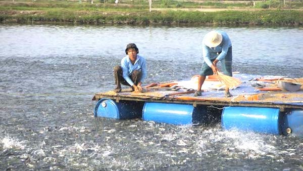 Người nuôi cá tra ĐBSCL đang có được mức lãi cao từ việc giá cá tra nguyên liệu tăng mức kỷ lục.