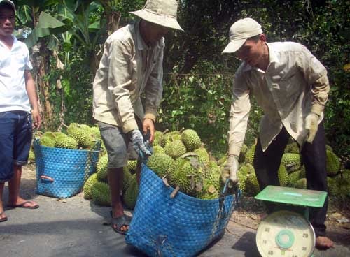 Công nhân thu hoạch sầu riêng giao cho thương lái tại vườn gia đình ông Mai Hồng Thảo. ảnh: Phục Hưng