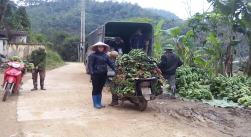 Chị Phạm Thị Tươi thu mua chuối tây của hội viên, nông dân trong xã Dương Quang.