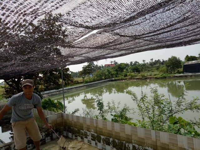 Anh Nguyễn Văn Thắng đang cho cá ăn