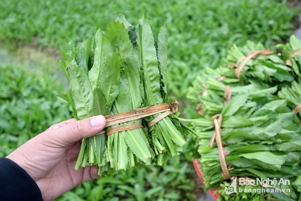 Rau mùi tàu thời điểm hiện tại giá bán nhập cho thương lái 2.500 đồng/bó, tính ra 7.500 đồng/kg. Ảnh: Xuân Hoàng