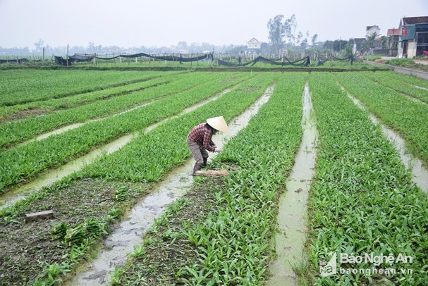 Hiện tại, xã Diễn Thái, huyện Diễn Châu có 15 ha chuyên trồng rau mùi tàu. Ảnh: Xuân Hoàng