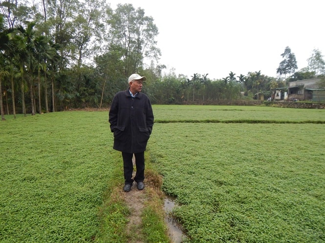 Nhờ thị trường ổn định nên ông Thạnh mở rộng diện tích trồng rau lên đến 15 sào