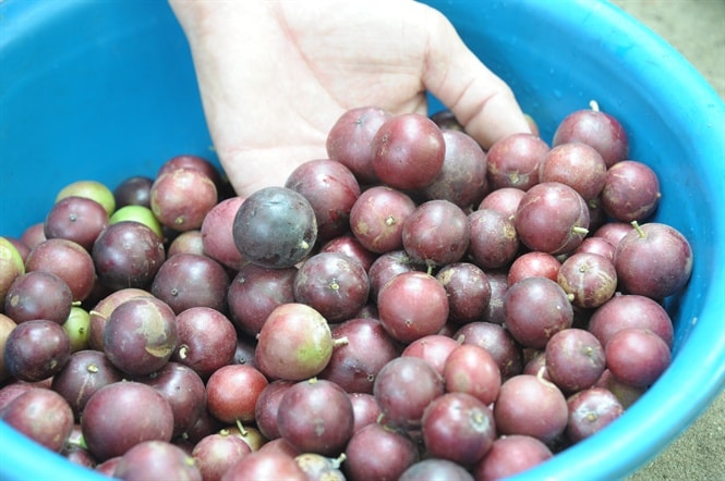 Hồng quân là trái cây sạch, được thị trường tiêu thụ mạnh
