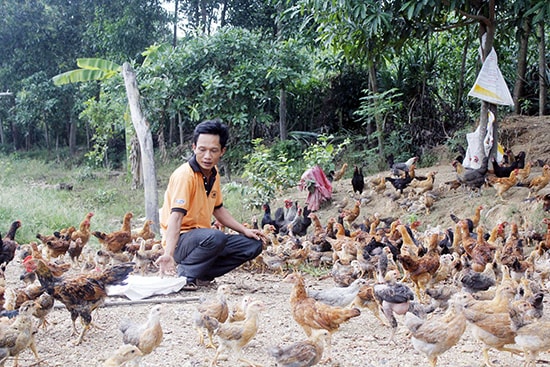 Trang trại tổng hợp của anh Dương Thanh Phước hiện nuôi 50 heo/lứa, 3.000 gà thả vườn/lứa + trồng chuối, ổi, mỗi năm mang lại doanh thu hàng trăm triệu đồng