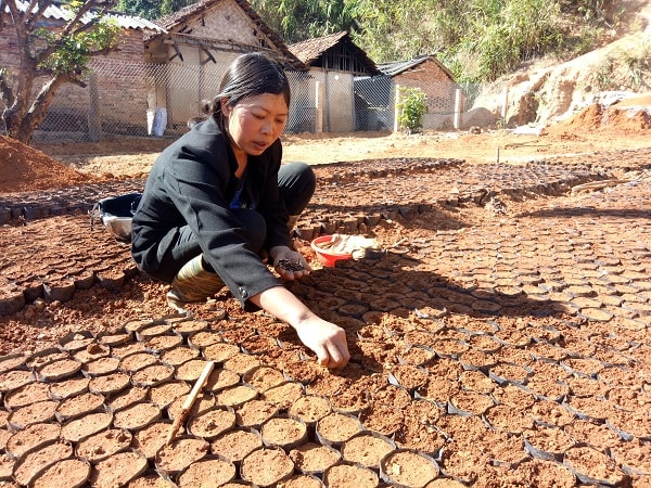 Nông dân Mai Sơn đóng bầu gieo hạt giống.