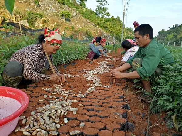 Người dân đang tiến hành cho hạt giống vào các bầu ươm, chuẩn bị cho 1 lứa ghép cây giống mới, kiếm bộn tiền.