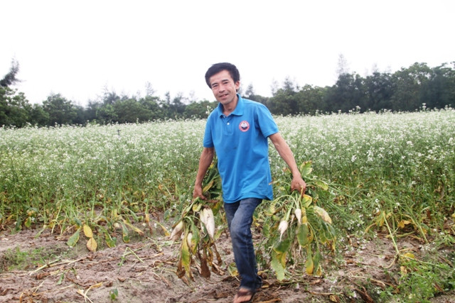 Cùng với chăn nuôi vịt biển cựu binh Lê Hữu Thảo còn trồng 1ha rau, củ, quả trên cát biến đồi cát, biến đồi cát hoang thành cánh đồng xanh trù phú. Ảnh: Hữu Anh