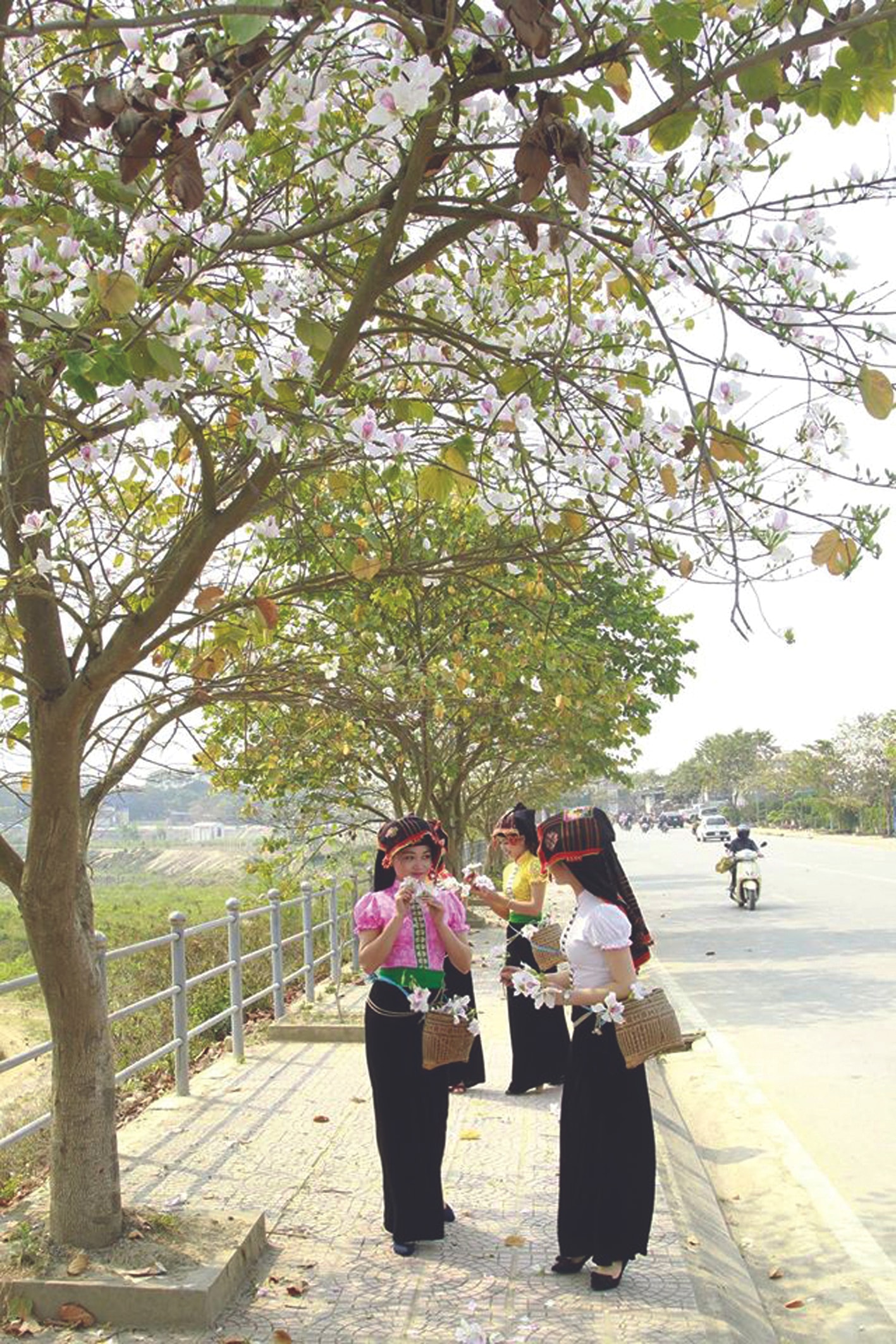 Hoa Ban đã trở thành biểu tượng kiêu hãnh trong kho tàng văn học dân gian các dân tộc Tây Bắc bởi đó là biểu trưng cho sự thuần khiết, trong trắng của người phụ nữ