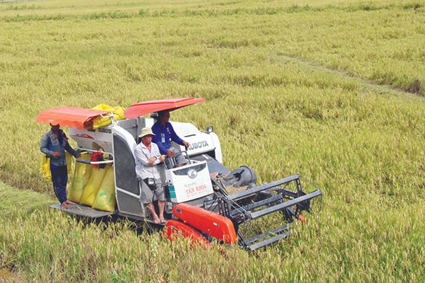 p/Con đường duy nhất cho nông sản nói chung và lúa gạo nói riêng trong 