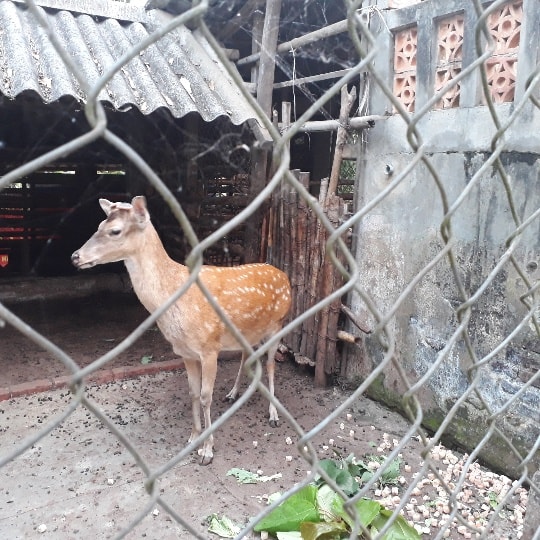 Ông Hặc làm chuồng nuôi hươu thoáng mát vào mùa hè. Vào mùa đông, ông quây bạt xung quanh chuồng, chống rét cho hươu