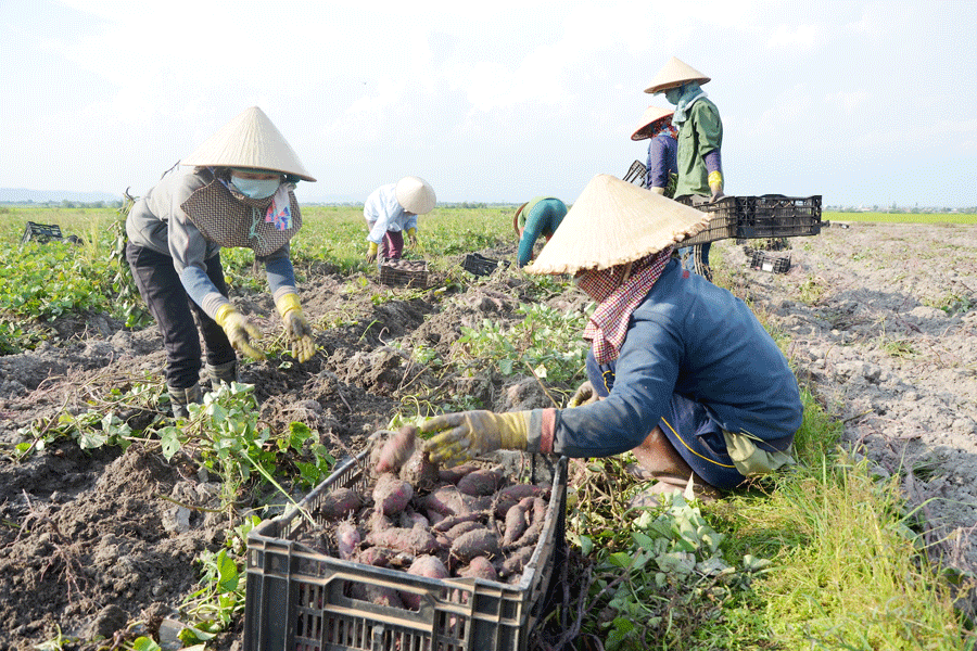 Trồng khoai lang Nhật Bản giúp hàng trăm nông dân huyện Phú Thiện có lợi nhuận 150 triệu đồng/ha. Ảnh: Đ.P