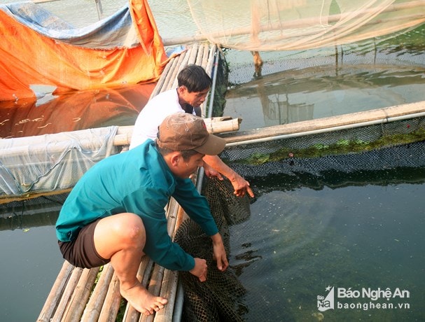 Hai anh Ngân Văn Nổi và Vi Văn Long chăm sóc lồng cá. Ảnh: Nguyễn Hạnh