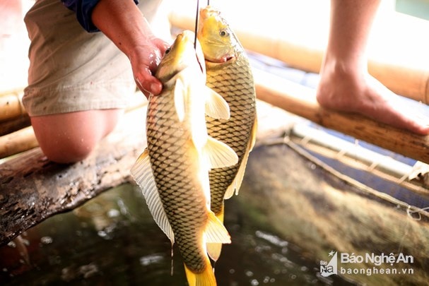 Cá được chọn nuôi là trắm cỏ,chép và rô phi. Ảnh: Nguyễn Hạnh