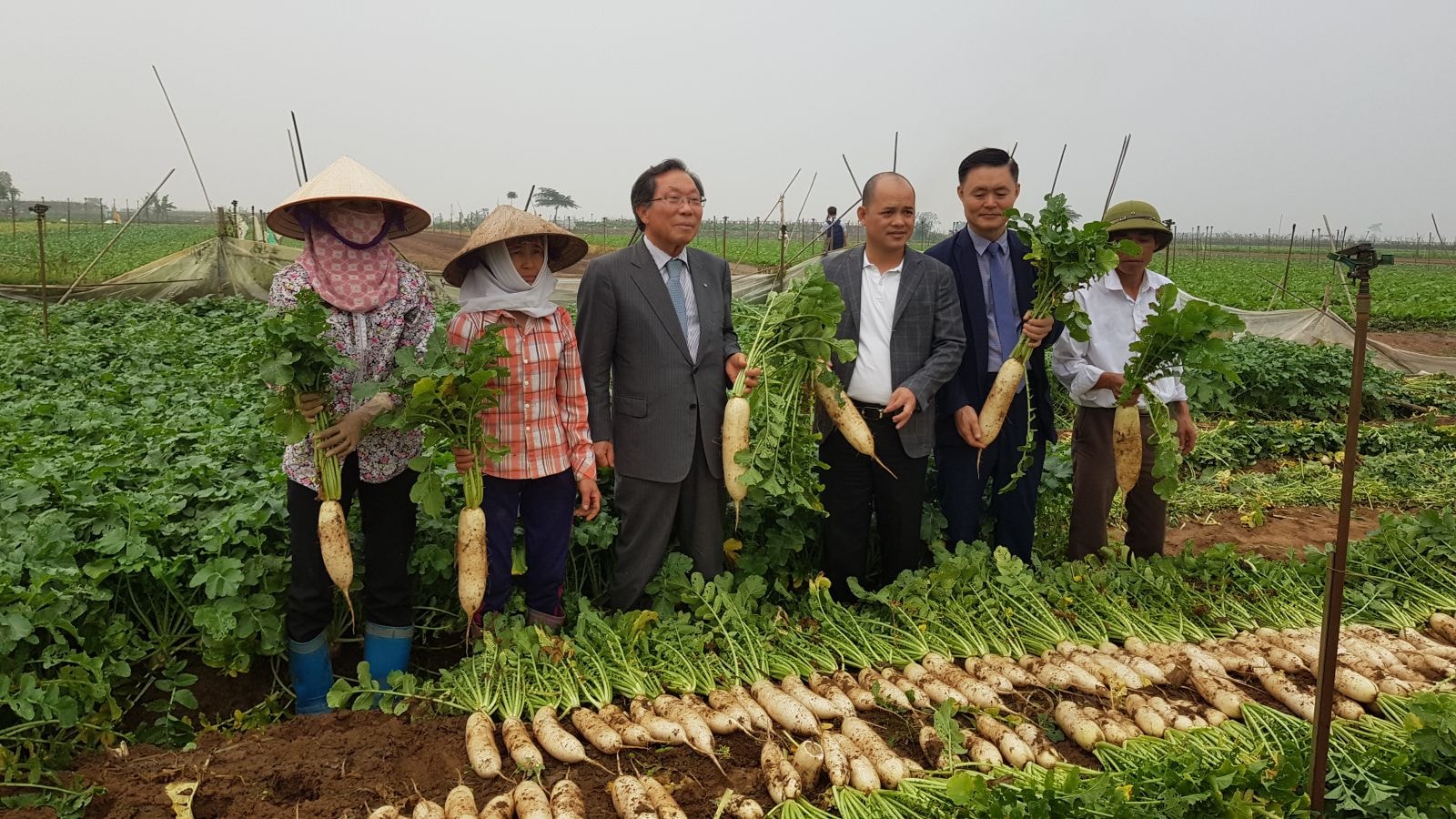 Ông Oh Young Cheol (Chủ tịch Công ty Nông nghiệp và Ngư nghiệp ILMI - Hàn Quốc), ông Phạm Ngô Quốc Thắng (Chủ tịch Hội đồng quản trị Lavifood) đi khảo sát thu mua củ cải cho bà con và hoạch định vùng nguyên liệu chế biến cho nhà máy sắp xây dựng tại Việt Nam.