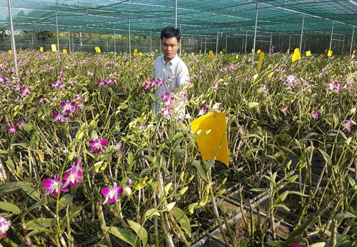 Trần Minh Hiếu bên vườn phong lan Denrobium thuần chủng do anh làm chủ. Ảnh: H.T