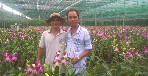 Vườn hoa phong lan Denrobium thuần chủng của Trần Minh Hiếu luôn có khách tới thăm quan, học hỏi.