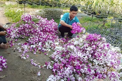 Ngoài nhận tỷ lệ ăn chia khi gia công, chăm sóc hoa phong lan, Trần Minh Hiếu còn có thu nhập từ việc cắt cành hoa bán cho các cửa hàng.