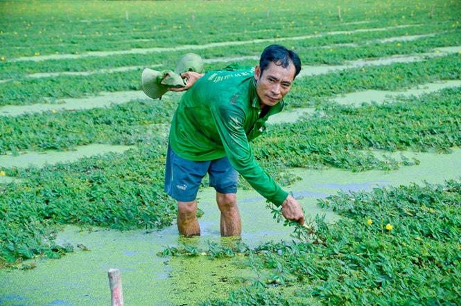 Ruộng rau nhút của ông Sang phát triển tốt, được thương lái đến tận nơi thu mua