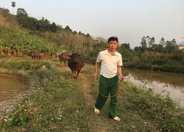 Đàn trâu của ông Phánh được chăn thả trong một khu đồi ổn định có nguồn thức ăn phong phú.