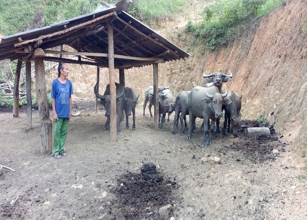 Nhờ cách chăm sóc tốt, đàn trâu của ông Phánh sinh sôi nảy nở nhanh, con nào cũng khỏe mạnh