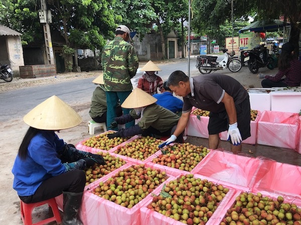 Sản phẩm vải Thanh Hà (Hải Dương) Ảnh: Thy Hằng.