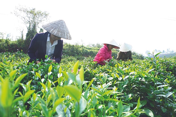  Chè Mộc Châu do Hội Sản xuất chế biến và kinh doanh chè Mộc Châu quản lý, nhưng cả 10 thành viên của Hội đều là nhà chế biến, không có nông dân tham giap/nên không khai thác hiệu quả chỉ dẫn địa lý.br class=