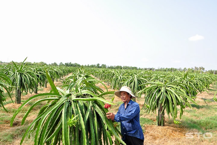 Thành công từ cây thanh long ruột đỏ nên người dân địa phương thường gọi ông Lê Hùng Dũng ở ấp Huỳnh Kỳ, xã Vĩnh Hải (TX. Vĩnh Châu) với cái tên trìu mến “vua thanh long”. Ảnh: K.Thoa.