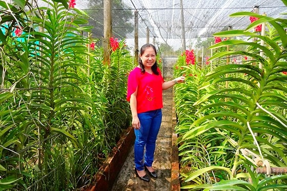 Khách đến vườn sẽ thấy chị Hạnh chăm chút lan một cách cẩn thận, thiết kế vườn rất ngăn nắp, sạch sẽ, thoáng mát, những cây lan tươi tốt và lúc nào cũng khoe bông cho thấy chủ nhân có tay nghề cao.