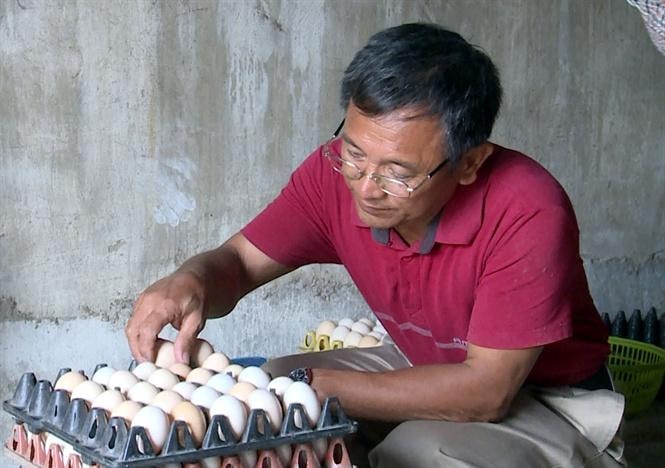 “So với chăn nuôi các con vật khác thì nuôi gà Ai Cập cho hiệu quả kinh tế cao hơn, nhưng giá cả cũng lên xuống thất thường … vì vậy nuôi con gì cũng thế, người chăn nuôi phải có chí mới đứng vững được”, ông Tấn tâm sự.