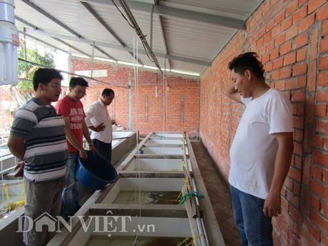 Trại lươn Thanh Tân luôn có khách hàng đến từ khu vực đồng bằng sông Cửu Long (ĐBSCL) và các tỉnh Đông Nam bộ tìm về mua lươn giống.