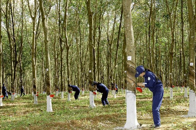 Vụ việc có dấu hiệu sai phạm trong hoạt động huy động và sử dụng vốn tại Công ty tài chính TNHH MTV Cao su Việt Nam.