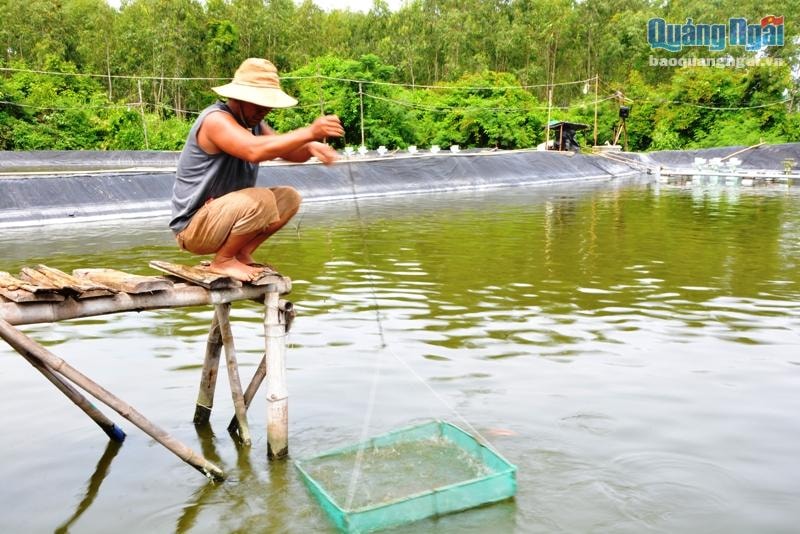 Nuôi hải sâm ghép với tôm, ốc hương sẽ giúp các vùng nuôi tôm ven biển của tỉnh xử lý được vấn nạn ô nhiễm môi trường nước.