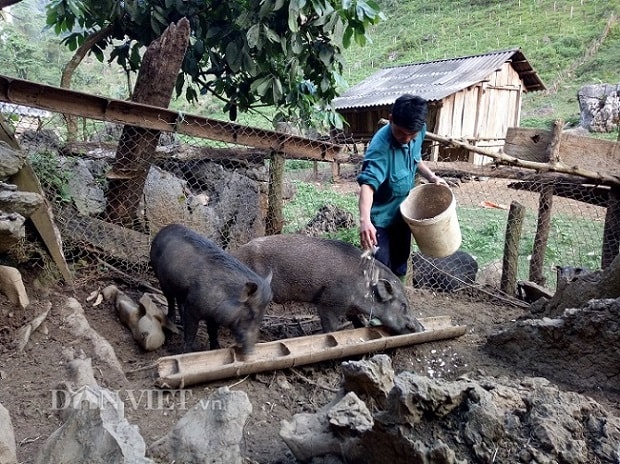 Anh Cà Văn Tiềm cho đàn lợn rừng ăn thêm thức ăn tự chế biến và tự trồng trọt được.