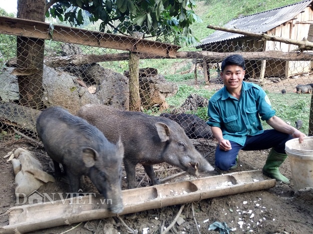 Những con lợn rừng đang chuẩn bị được anh Cà Văn Tiềm xuất bán ra thị trường