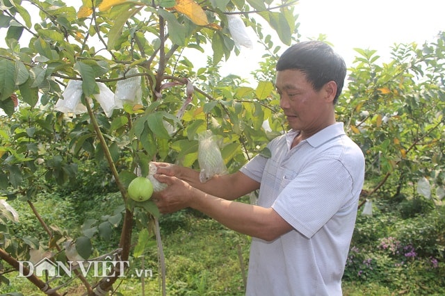 Anh Tiếp cho biết năm 2017 từ bán các loại hoa quả anh thu về trên 2 tỷ đồng, trong đó riêng thu nhập từ ổi lê Đài Loan chiếm hơn 600 triệu đồng.