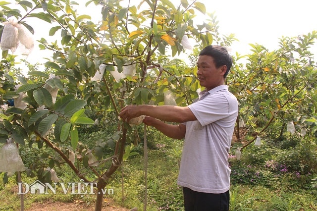 Khi trái ổi lê Đài Loan có chu vi khoảng 5 cm, anh Tiếp sẽ dùng túi xốp thưa bọc bên trong và túi nilon bọc bên ngoài để trùm trái lại. Trái ổi bọc khoảng 2 tháng thì có thể thu hoạch. Việc bọc ổi nhằm hạn chế sâu bệnh, đặc biệt là sâu đục trái gây hại.