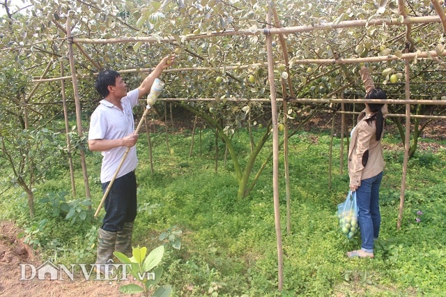 Cùng với thu nhập từ trồng ổi, anh Tiếp còn có thu nhập từ các cây ăn quả khác như táo đại, mít Thái Lan. Trang trại của anh Tiếp được nhiều khách hàng quen tới tận vườn đặt mua. Thuận lợi của anh Tiếp là có trang trại ngay sát thị trường thủ đô Hà Nội nên lượng khách tự tìm đến vườn hái trái, mua ngay là rất lớn.
