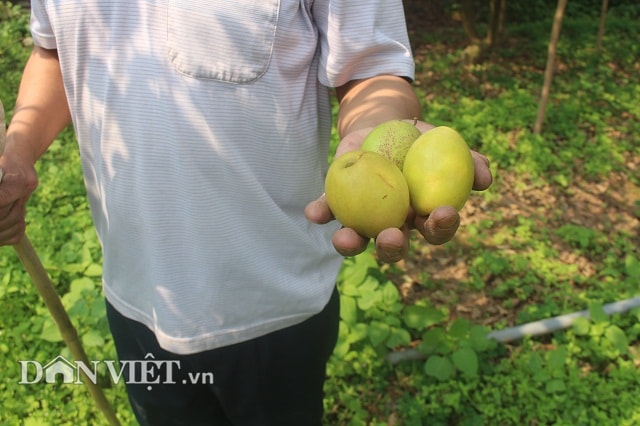 Giống táo đại được anh Tiếp đưa vào trồng thử nghiệm hơn 3 năm nay, bước đầu cho hiệu quả kinh quả khá tốt.