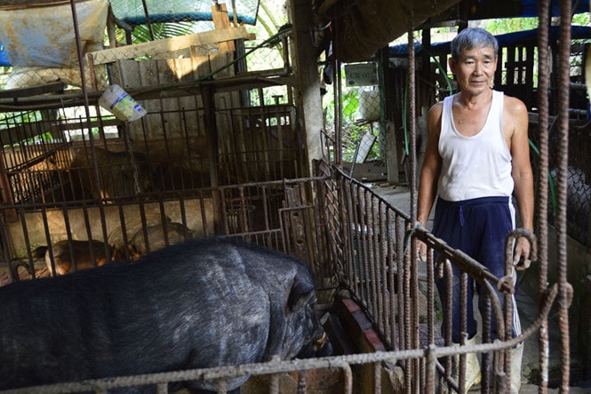 Đàn heo của cụ Bia phát triển tốt nhờ áp dụng khoa học kỹ thuật vào chăm sóc; Ảnh: Duy Tân