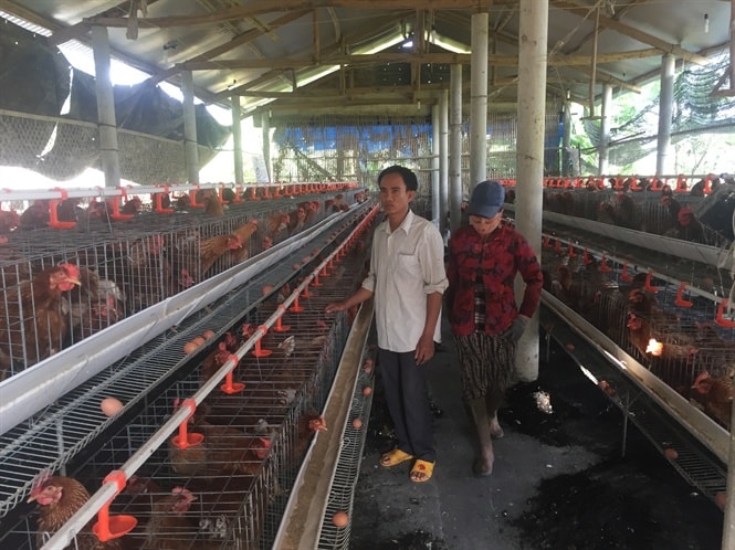 Anh Châu trong trại nuôi gà siêu trứng