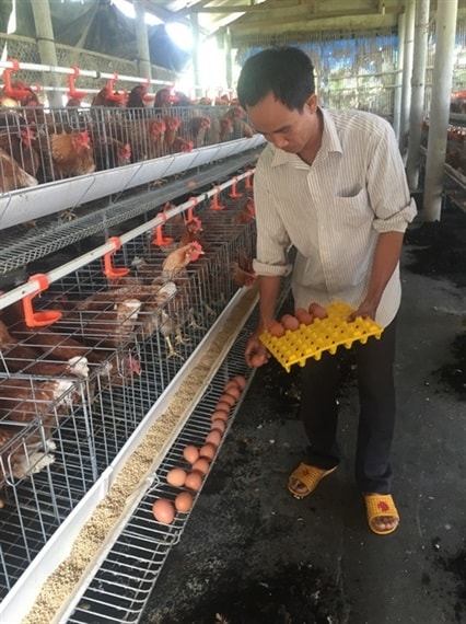 Anh Châu đang thu hoạch trứng