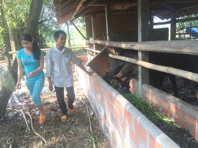 Vợ chồng anh Châu chăm sóc 3 con bò BBB